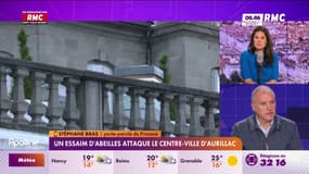  "Trois questions pour comprendre" : un essaim d'abeilles attaque le centre-ville d'Aurillac