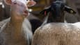 Elevage de moutons à Ceyssat, près de Clermont-Ferrand, le 1er avril 2020