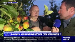 "J'ai perdu 95% de ma production": en Normandie, la récolte de pommes s'annonce très mauvaise, voire catastrophique