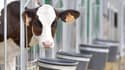 Les producteurs de lait de l'Ouest manifestent cette semaine devant le siège de Lactalis à Laval.