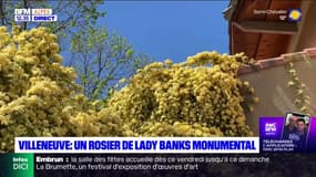 Alpes-de-Haute-Provence: un rosier vieux de plusieurs décennies