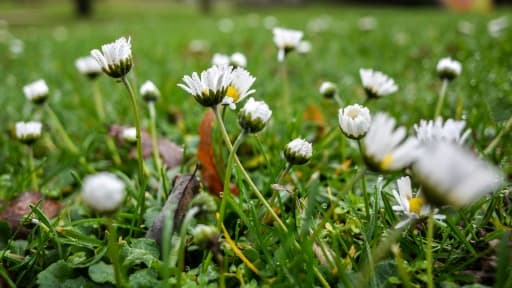 Des pâquerettes le 20 décembre 2015 à Francfort, en Allemagne