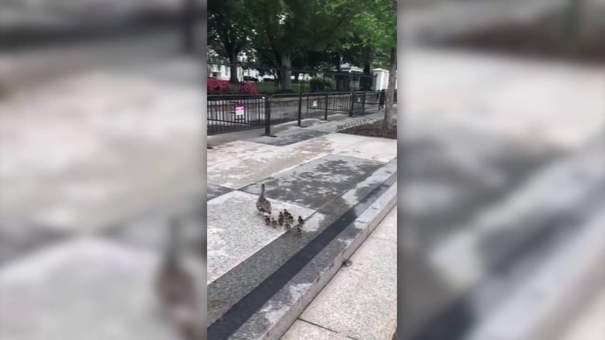 placeholder video