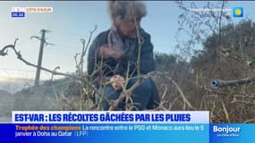 "Tout est pourri": les récoltes gâchées après les intempéries dans le Var