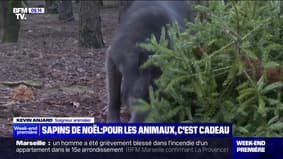 Emmanuel Macron Sapins de Noël : pour les animaux, c'est cadeau - 07/01