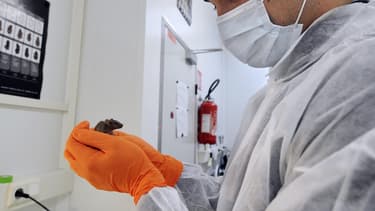 Le ver qu'utilise Nagi Bioscience pour des expérimentations pourrait remplacer les centaines de milliers de souris sacrifiées en Suisse.
