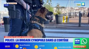 Défilé du 14 juillet à Marseille : la brigade cynophile de la police municipale et ses 4 chiens dans le cortège