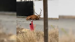 Un cerf épuisé à Compiègne