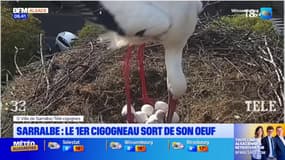 Sarralbe: le couple de cigognes Maurice et Mélodie accueille son premier cigogneau cette année