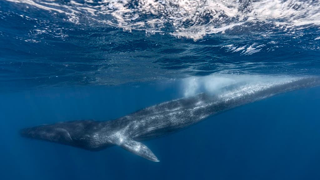 "Affaiblie" et "amaigrie", les chances de survie de la baleine sont "très faibles".