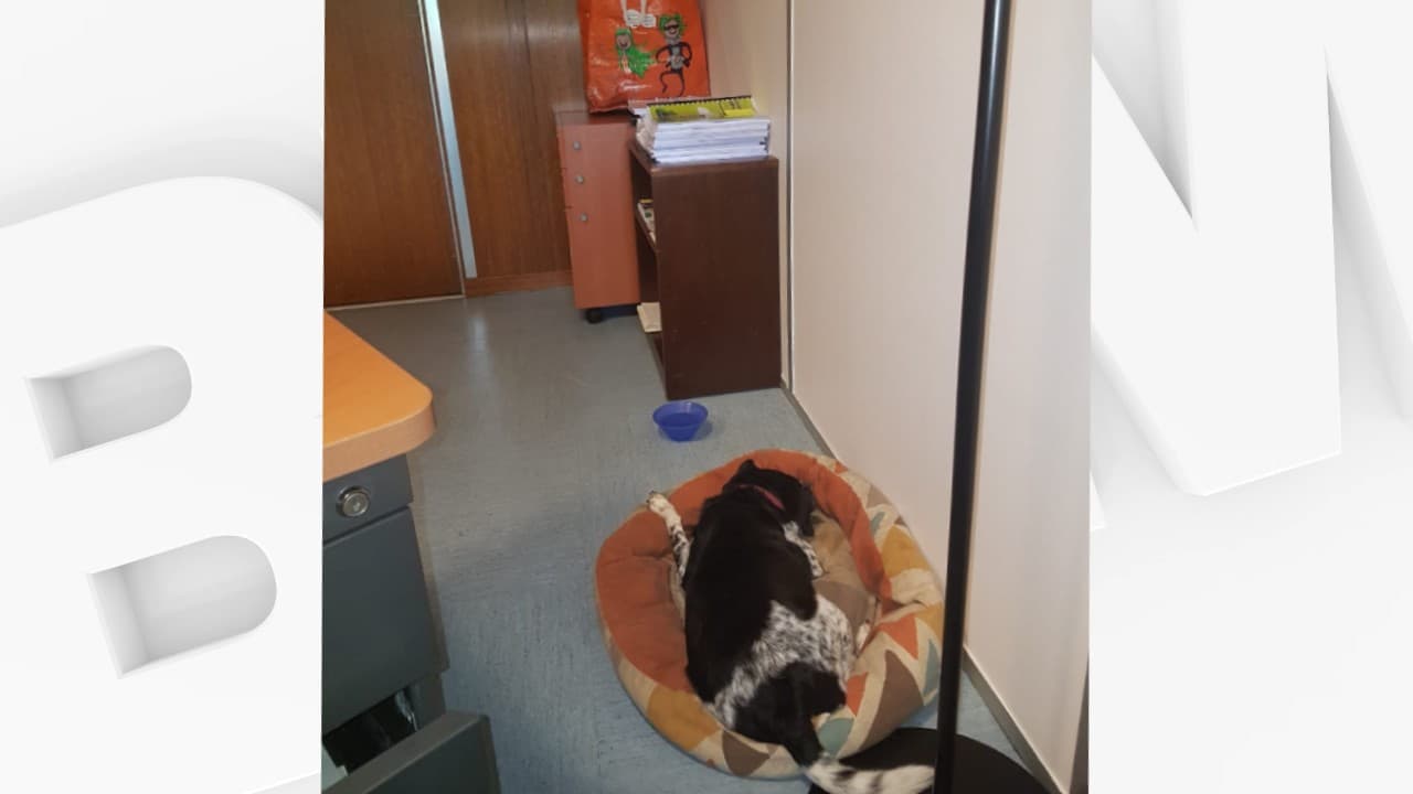 Alwine, le chien d'Hakim Sabri dans son bureau à la mairie de Grenoble.
