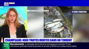 Champsaur: plus de 4.000 truites retrouvées mortes dans un torrent