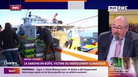 La sardine en boîte, victime du dérèglement climatique 