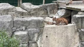 Marielle, la lynx du parc Bio-Topia de Dunkerque, avec ses deux bébés nés au mois de juin 2024.