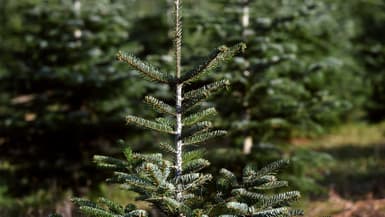 Un sapin de Noël du Morvan, le 24 novembre 2024