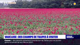 Vaucluse: des champs de tulipes à visiter