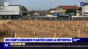 Métropole de Lyon: une première forêt urbaine implantée à Saint-Priest