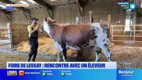 Manche: la préparation d'un éleveur pour la Foire de Lessay