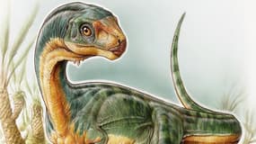 Voici le Chilesaurus, de la famille des théropodes.