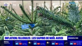 Var: le prix des sapins de Noël victime de l'inflation