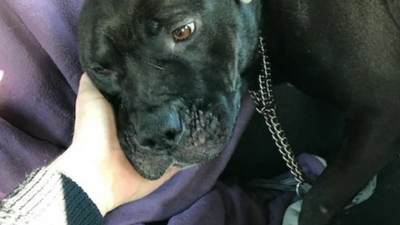 Le chien Gucci
