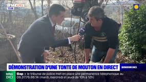 Alpes du Sud: démonstration d'une tonte de mouton en direct sur BFM DICI