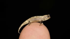 Le mâle "Brookesia nana" est le reptile adulte le plus petit au monde avec à peine 13,5 millimètres du museau à la base de la queue.