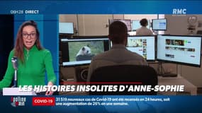 "Noir", "Blanc", "Attaque", "Menace": L'algorithme de YouTube se trompe et suspend une chaine dédiée aux échecs