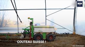 Ce petit robot désherbeur qui séduit  les agriculteurs et autres maraîchers