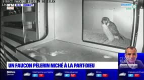 Un faucon pèlerin niché à la Part-Dieu