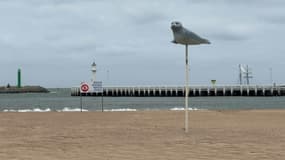 À Ostende, une plage est réservée aux phoques