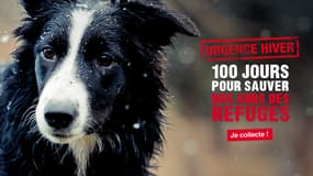 30 Millions d'amis lance une plateforme de collecte participative pour rassembler un million d'euros pour les animaux des refuges.