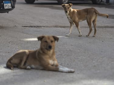 Des chiens errants dans les rues du Caire, en Egypte, le 14 décembre 2018. (Photo d'illustration)