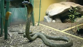 Le Britannique Ian Jones a été mordu par un cobra royal, en Inde. (Photo d'illustration)