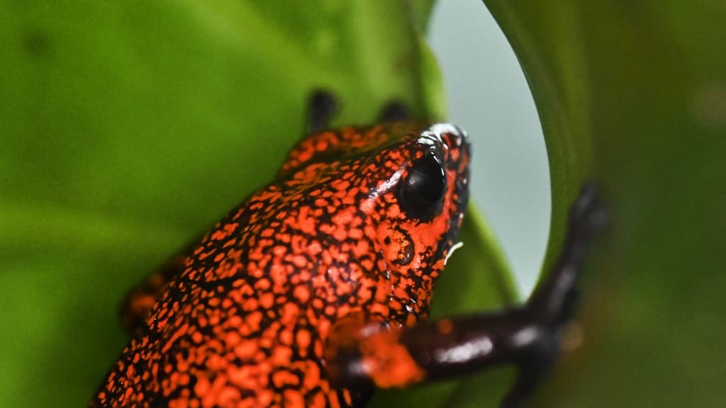 Une grenouille arlequin en 2019 en Colombie.
