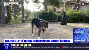 Marseille: une pétition pour davantage de parcs à chien dans la ville