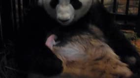 Shin Shin, femelle panda âgée de six ans, a donné naissance à un bébé jeudi au zoo Ueno de Tokyo, qui n'avait plus connu pareil événement depuis 24 ans. /Photo prise le 6 juillet 2012/REUTERS/Société du parc zoologique de Tokyo