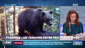 Objectif Terre : Les tensions entre pro et anti-ours dans les Pyrénées - 04/08