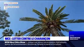 Nice: un dispositif pour sauver les palmiers du charançon