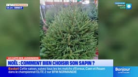 Le Café des Jardiniers: comment bien choisir son sapin de Noël? 