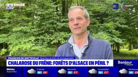 Alsace: des parcs ferment à cause d'un champignon qui s'attaque aux arbres