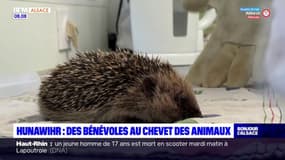 Hunawihr: des bénévoles au chevet des animaux