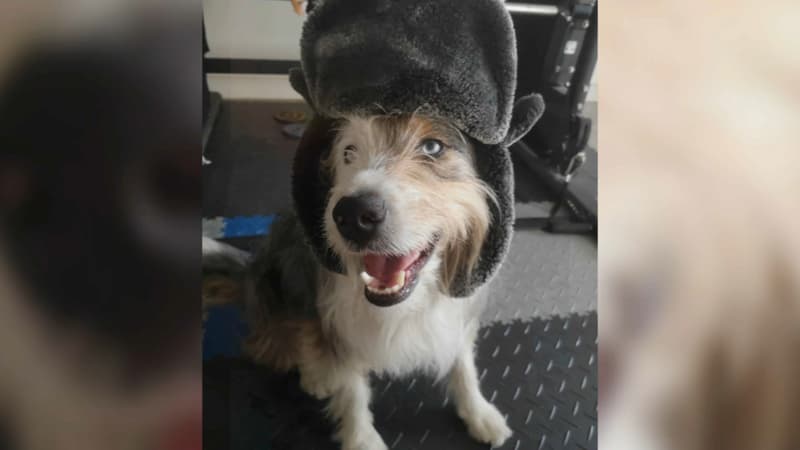 Toulon: il recherche désespérément son chien disparu dans la base navale