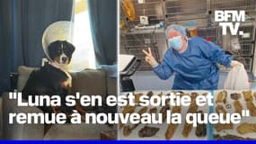 Ce chien survit après avoir mangé 24 chaussettes et divers autres tissus
