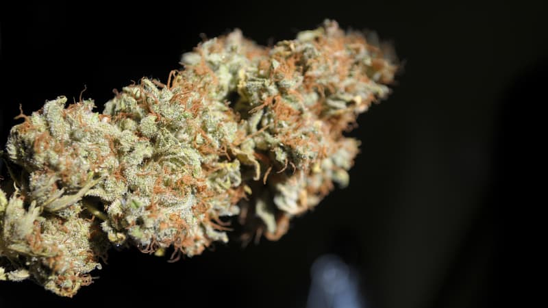 Près d'une tonne de cannabis saisie dans les Pyrénées-Atlantiques - Jeudi 7 avril 2016 - Image d'illustration