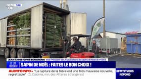 Comment bien choisir son sapin? BFMTV répond à vos questions