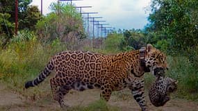 La femelle jaguar Arami portant l'un de ses petits dans le Parc national Ibera en Argentine, le 20 juillet 2022.