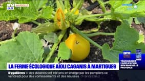 Passions Provence du samedi 10 juin 2023 - La ferme écologique Aïoli Caganis à Martigues 