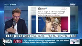 Elle jette des chiots encore vivants dans une poubelle
