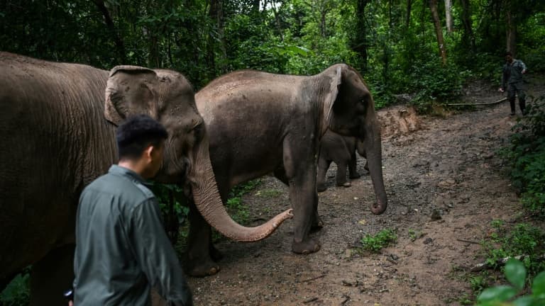 Un conservateur de l'environnement accompagne des éléphants dans un centre de préservation à Xishuangbanna, en Chine, le 20 juillet 2021